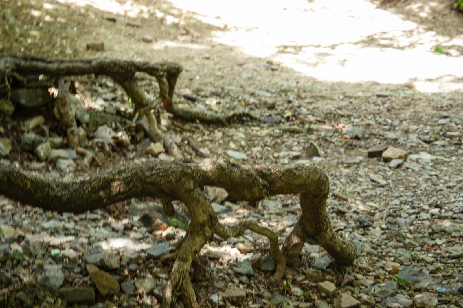 A bench that is sitting in the dirt